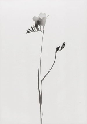 Los 4264 - Neusüss, Floris M. - Flower photograms - 1 - thumb