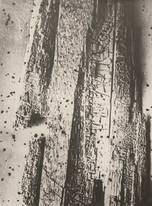 Lot 4346, Auction  112, Thiemann, Elsa, Abstract study (dead wood)