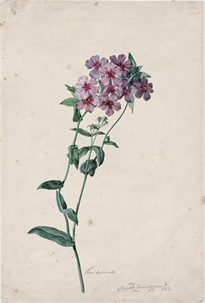 Lot 6602, Auction  112, Zinnögger, Leopold, Rosa blühender Phlox