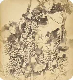 Lot 4011, Auction  113, Braun, Adolphe, Vine with grapes