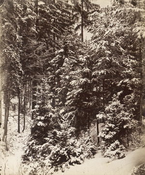 Lot 4050, Auction  113, Kotzsch, August, Snow-covered trees in forest