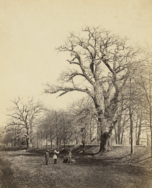 Lot 4077, Auction  113, Völkerling, Gustav, Dessauer Eichen (Oaks in Dessau)