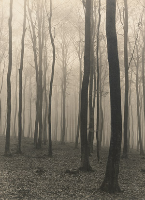 Lot 4086, Auction  113, Baur, Max, Beech forest in fog