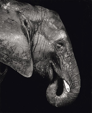 Lot 6362, Auction  113, Schels, Walter, Elefant