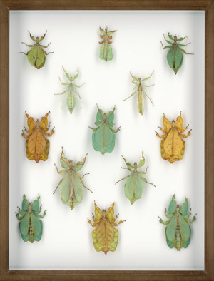 Lot 6369, Auction  113, Insektenkasten, 21. Jh. Schaukasten mit dreizehn Wandelnden Blättern (Phylliidae)