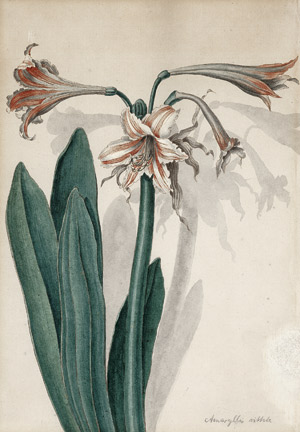 Lot 6706, Auction  113, Loo, Pieter van, Amaryllis, gen. Ritterstern (Hippeastrum vittatum)