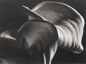 Lot 4227, Auction  114, Horst, Horst P., "Calla Aethiopica"