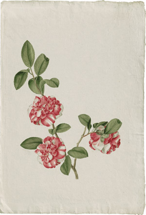 Lot 6250, Auction  114, Blaschek, Franz, Ein Kamelienzweig mit rosa-weißen Blüten