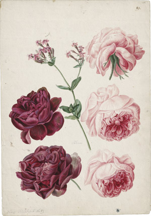 Lot 6252, Auction  114, Blaschek, Franz, Studienblatt mit fünf Rosenblüten und einer rosa Blütenpflanze