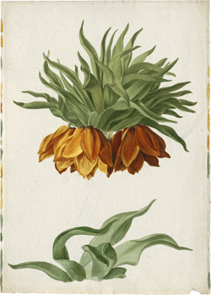 Lot 6256, Auction  114, Blaschek, Franz, Studienblatt mit Blättern und Blüten der Kaiserkrone (Fritillaria imperialis)