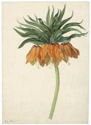 Lot 6257, Auction  114, Blaschek, Franz, Kaiserkrone (Fritillaria imperialis)