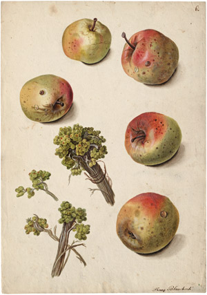 Lot 6258, Auction  114, Blaschek, Franz, Studienblatt mit überreifen Äpfeln und kleinen Gebinden