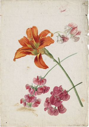 Lot 6261, Auction  114, Blaschek, Franz, Studienblatt mit orangener Taglilie und rosa Wicken