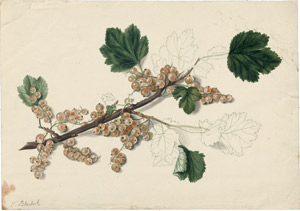 Lot 6272, Auction  114, Blaschek, Franz, Ein Zweig mit weißen Johannisbeeren