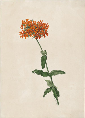 Lot 6280, Auction  114, Blaschek, Franz, Orange blühende Schlüsselblume