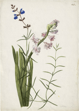 Lot 6281, Auction  114, Blaschek, Franz, Rosafarbene Hyazinthe und afrikanischer Räuchersalbei (Salvia repens)