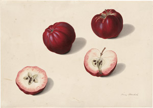 Lot 6294, Auction  114, Blaschek, Franz, Studienblatt mit roten Äpfeln