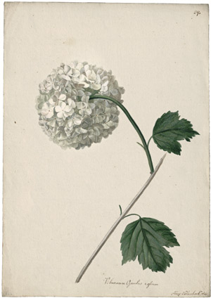 Lot 6306, Auction  114, Blaschek, Franz, Gefüllter Schneeball (Viburnum opulus roseum)