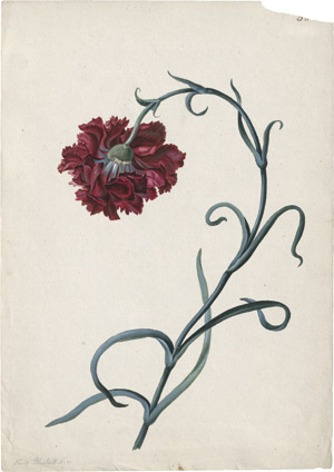 Lot 6314, Auction  114, Blaschek, Franz, Nelke mit roter Blüte