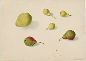 Lot 6315, Auction  114, Blaschek, Franz, Studienblatt mit einer Quitte und fünf Birnen