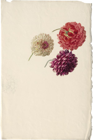 Lot 6323, Auction  114, Blaschek, Franz, Drei Dahlienblüten