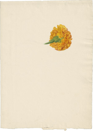 Lot 6325, Auction  114, Blaschek, Franz, Blüte der Studentenblume