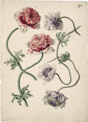 Lot 6328, Auction  114, Blaschek, Franz, Studienblatt mit Anemonen