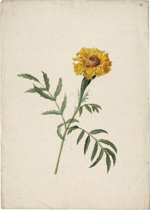 Lot 6329, Auction  114, Blaschek, Franz, Tagetes