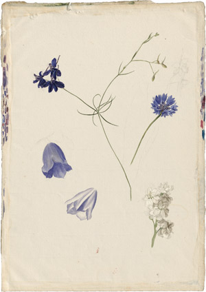 Lot 6333, Auction  114, Blaschek, Franz, Studienblatt mit Kornblume, Acker-Rittersporn und blauen Glockenblumen