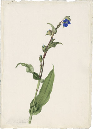 Lot 6335, Auction  114, Blaschek, Franz, Blaue Tagblume (Commelina Tuberosa).