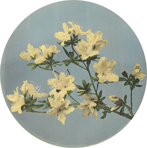 Lot 4294, Auction  115, Ogawa, Kazumasa, White azalea branch