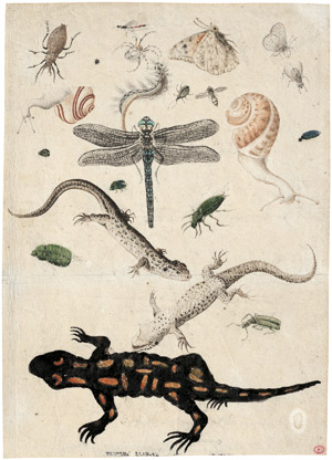 Lot 6618, Auction  115, Deutsch, um 1600. Studienblatt mit Feuersalamander