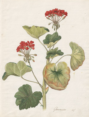 Lot 6781, Auction  115, Österreichisch, 1816. Geranium