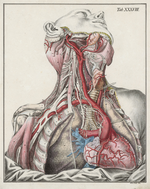Lot 309, Auction  116, Bierkowski, Ludwig Joseph von, Anatomisch-chirurgische Abbildungen nebst Darstellungen ud Beschreibungen