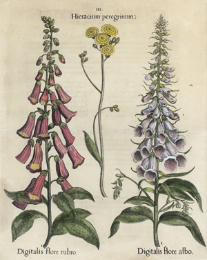 Lot 392, Auction  116, Besler, Basilius, Digitalis flore albo