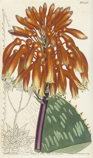 Lot 397, Auction  116, Curtis, William, Botanical magazine