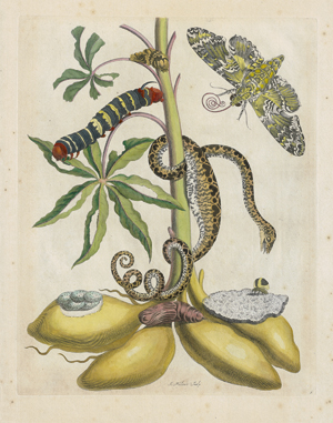 Lot 411, Auction  116, Merian, Maria Sibylla, Over de voortteeling en wonderbaerlyke veranderingen