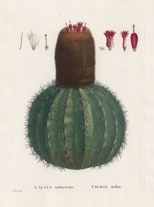 Lot 1242, Auction  116, Candolle, Augustin Pyramus de und Redouté, Pierre Joseph, Plantarum succulentarum Historia