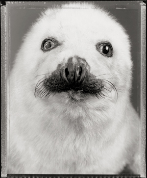 Lot 4265, Auction  116, Rheims, Bettina, Untitled (Baby seal)