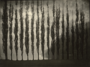 Lot 4299, Auction  116, Steiner, Albert, Poplar trees with evening sky