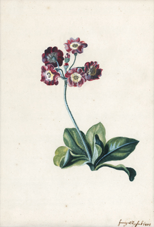 Lot 6324, Auction  116, Blaschek, Franz, Schlüsselblume mit roten Blüten