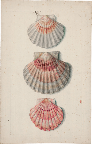 Lot 6772, Auction  116, Niederländisch, um 1800. Studienblatt mit drei Kammmuscheln