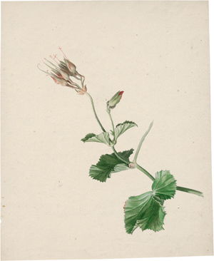 Lot 6871, Auction  116, Labbé, Émile Charles, Blumen- und Pflanzenstudien