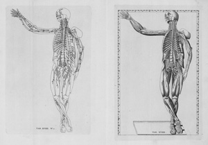 Lot 202, Auction  117, Albinus, Bernhard Siegfried, Explicatio tabularum anatomicarum