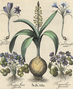 Lot 255, Auction  117, Besler, Basilius, Scilla alba