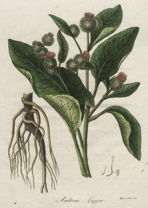 Lot 261, Auction  117, Dreves, Friedrich, Botanisches Bilderbuch für die Jugend 