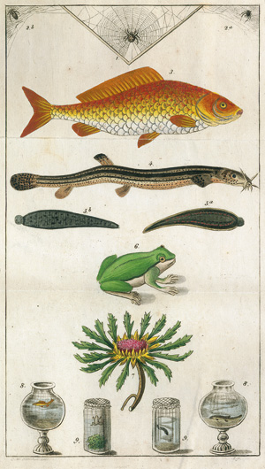 Lot 264, Auction  117, Gutmann, C. A. B., Wetterfische, Laubfrösche, Blutegel