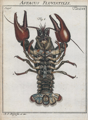 Lot 269, Auction  117, Rösel von Rosenhof, August Johann, Insecten-Belustigung. Supplement