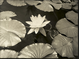 Lot 4320, Auction  117, Steiner, Albert, Water lily; Landscape with crocuses