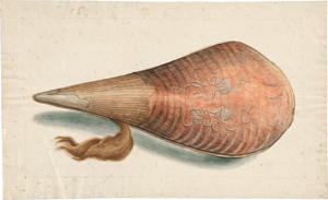 Lot 6629, Auction  117, Niederländisch, um 1800. Studienblatt mit Edler Steckmuschel (Pinna Nobilis)